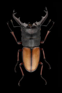 Hexarthrius parryi