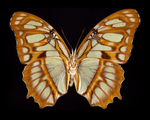 Victorina stelenes unfinished
