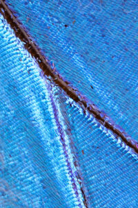 morpho wing crop
